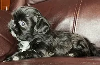 Black Beauty-Mini, a female Shih Tzu for sale in Macclenny, FL – Photo 6 of 6
