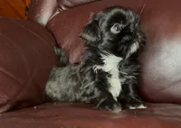 Black Beauty-Mini, a female Shih Tzu for sale in Macclenny, FL – Photo 2 of 6