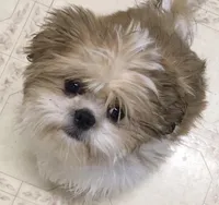 Oliver, a male Shih Tzu for sale in Macclenny, FL – Photo 4 of 6