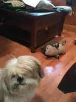 Oliver, a male Shih Tzu for sale in Macclenny, FL – Photo 6 of 6