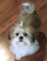 Oliver, a male Shih Tzu for sale in Macclenny, FL – Photo 3 of 6