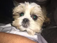 Oliver, a male Shih Tzu for sale in Macclenny, FL – Photo 2 of 6