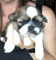 Jessie, a female Shih Tzu for sale in Macclenny, FL – Photo 2 of 3