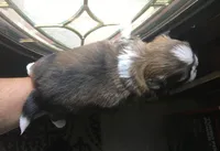 Jessie, a female Shih Tzu for sale in Macclenny, FL – Photo 3 of 3