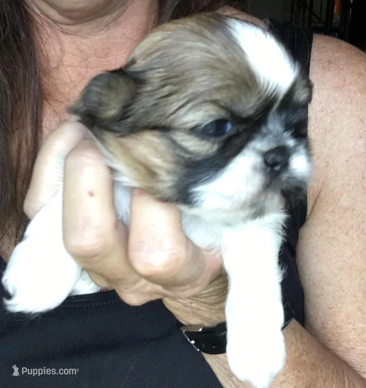 Jessie, a female Shih Tzu for sale in Macclenny, FL – Photo 1 of 3