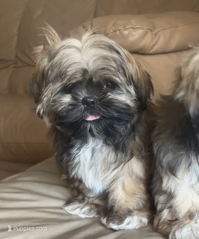 Tucker – Shih Tzu puppy for sale in Macclenny, FL