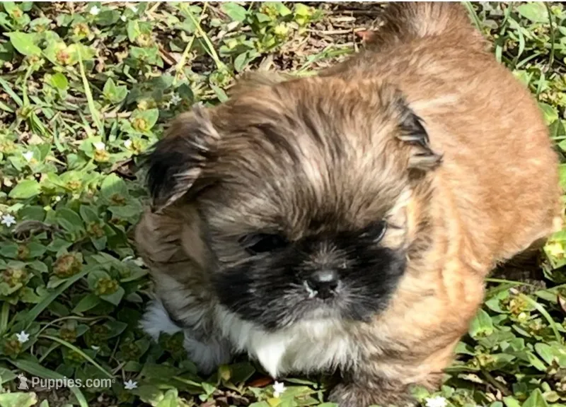 Jack, a male Shih Tzu for sale in Macclenny, FL – Photo 1 of 10