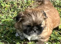 Jack, a male Shih Tzu for sale in Macclenny, FL – Photo 1 of 10