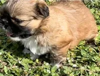 Jack, a male Shih Tzu for sale in Macclenny, FL – Photo 3 of 10
