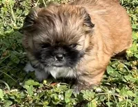 Jack, a male Shih Tzu for sale in Macclenny, FL – Photo 5 of 10