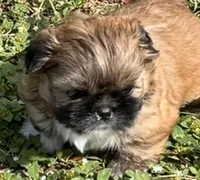 Jack, a male Shih Tzu for sale in Macclenny, FL – Photo 6 of 10