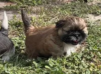Jack, a male Shih Tzu for sale in Macclenny, FL – Photo 4 of 10