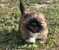 Jack, a male Shih Tzu for sale in Macclenny, FL – Photo 2 of 10