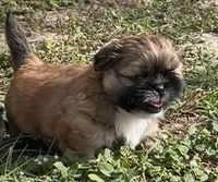 Jack, a male Shih Tzu for sale in Macclenny, FL – Photo 10 of 10