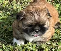 Jack, a male Shih Tzu for sale in Macclenny, FL – Photo 7 of 10