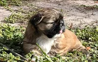 Jack, a male Shih Tzu for sale in Macclenny, FL – Photo 9 of 10