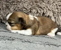 Rose - tri color, a female Maltese and Shih Tzu for sale in Macclenny, FL – Photo 6 of 9