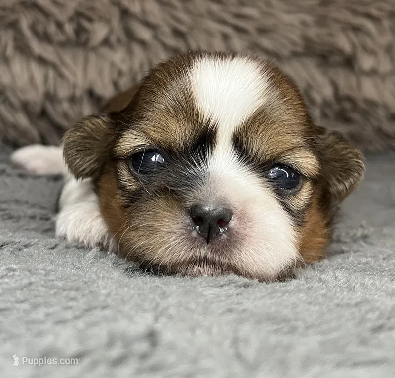 Rose - tri color, a female Maltese and Shih Tzu for sale in Macclenny, FL – Photo 1 of 9
