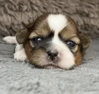 Rose - tri color, a female Maltese and Shih Tzu for sale in Macclenny, FL – Photo 1 of 9