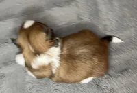 Rose - tri color, a female Maltese and Shih Tzu for sale in Macclenny, FL – Photo 2 of 9