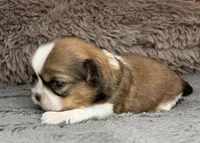 Rose - tri color, a female Maltese and Shih Tzu for sale in Macclenny, FL – Photo 9 of 9