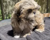 Jack, a male Shih Tzu for sale in Macclenny, FL – 3 of 6