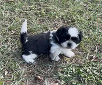 Racer, a male Shih Tzu for sale in Macclenny, FL – Photo 5 of 7