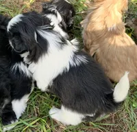 Racer, a male Shih Tzu for sale in Macclenny, FL – Photo 7 of 7