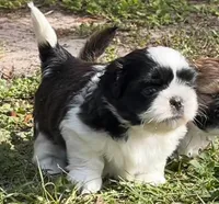 Racer, a male Shih Tzu for sale in Macclenny, FL – Photo 3 of 7