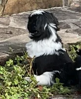 Racer, a male Shih Tzu for sale in Macclenny, FL – Photo 2 of 7