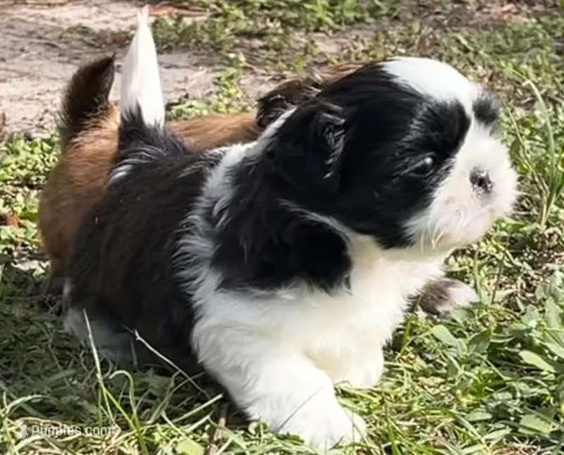 Racer, a male Shih Tzu for sale in Macclenny, FL – Photo 1 of 7
