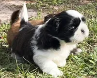 Racer, a male Shih Tzu for sale in Macclenny, FL – Photo 1 of 7