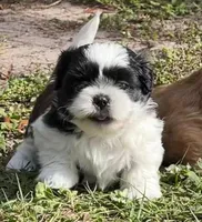 Racer, a male Shih Tzu for sale in Macclenny, FL – Photo 4 of 7