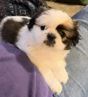 Trixie, a female Japanese Chin and Shih Tzu for sale in Macclenny, FL – Photo 5 of 10