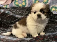 Trixie, a female Japanese Chin and Shih Tzu for sale in Macclenny, FL – Photo 8 of 10