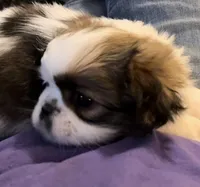 Trixie, a female Japanese Chin and Shih Tzu for sale in Macclenny, FL – Photo 1 of 10