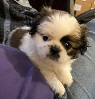 Trixie, a female Japanese Chin and Shih Tzu for sale in Macclenny, FL – Photo 9 of 10