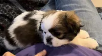 Trixie, a female Japanese Chin and Shih Tzu for sale in Macclenny, FL – Photo 3 of 10