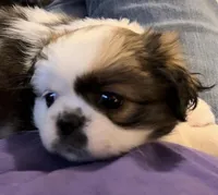 Trixie, a female Japanese Chin and Shih Tzu for sale in Macclenny, FL – Photo 2 of 10