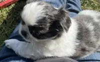 Bell, a female Japanese Chin and Shih Tzu for sale in Macclenny, FL – Photo 5 of 8