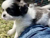 Bell, a female Japanese Chin and Shih Tzu for sale in Macclenny, FL – Photo 8 of 8
