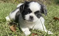 Bell, a female Japanese Chin and Shih Tzu for sale in Macclenny, FL – Photo 3 of 8