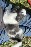 Bell, a female Japanese Chin and Shih Tzu for sale in Macclenny, FL – Photo 4 of 8