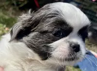 Bell, a female Japanese Chin and Shih Tzu for sale in Macclenny, FL – Photo 6 of 8