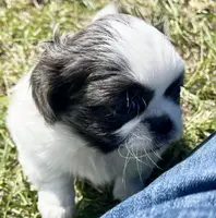 Bell, a female Japanese Chin and Shih Tzu for sale in Macclenny, FL – Photo 2 of 8