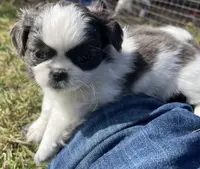 Bell, a female Japanese Chin and Shih Tzu for sale in Macclenny, FL – Photo 7 of 8