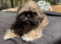 Tucker, a male Shih Tzu for sale in Macclenny, FL – 2 of 2