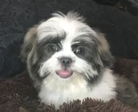 Jack Silver, a male Maltese and Shih Tzu for sale in Macclenny, FL – Photo 2 of 10