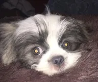 Jack Silver, a male Maltese and Shih Tzu for sale in Macclenny, FL – Photo 8 of 10