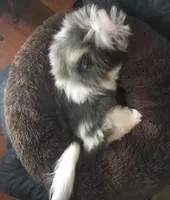 Jack Silver, a male Maltese and Shih Tzu for sale in Macclenny, FL – Photo 7 of 10